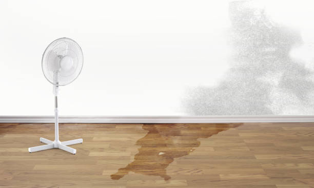 Best Professional water damage repair  in Roselle Park, NJ